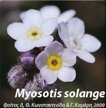 Myosotis solange - Μη με λησμονείΤο φυτό αυτό με το πολύ ιδιαίτερο όνομα είναι πολύ σπάνιο, ενδημικό στα Λευκά Όρη της Κρήτης, γνωστό μόνο από μια τοποθεσία στην κορυφή Άγιο Πνεύμα